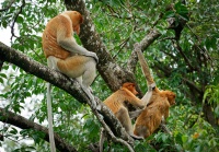 Kahau nosaty - Nasalis larvatus - Proboscis Long-nosed Monkey o7908